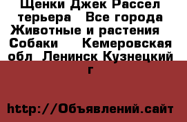 Щенки Джек Рассел терьера - Все города Животные и растения » Собаки   . Кемеровская обл.,Ленинск-Кузнецкий г.